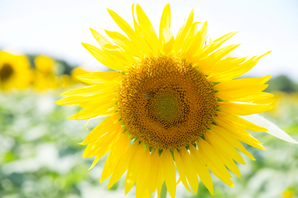 【夏休みイベント】ひまわりロケーションフォト撮影会