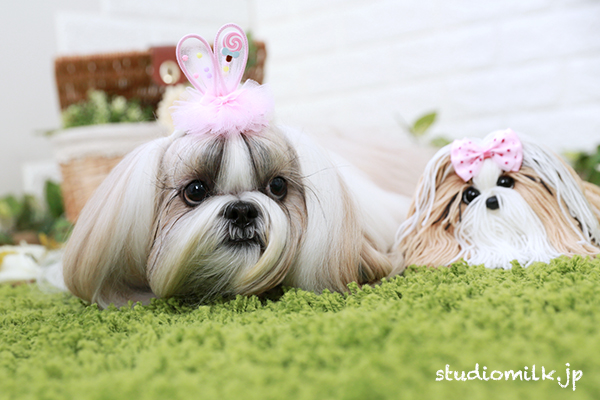4歳のお誕生日おめでとう！ペット撮影もOK！